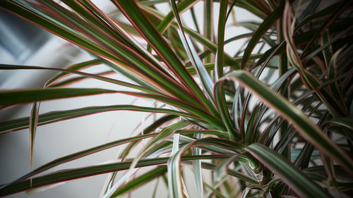 Low angle view of palm plants