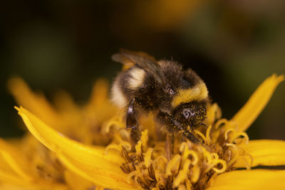 Close-up of bee on flower