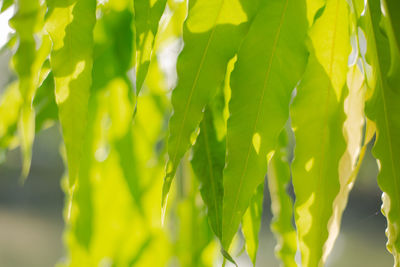 Fresh and green leaves background.