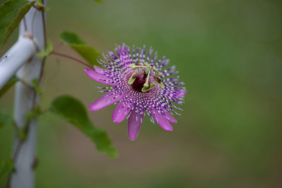 Rare purple passiflora miersii flower blooms on a vine in a botanical garden in southern florida.