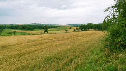 Scenic view of agricultural field against sky