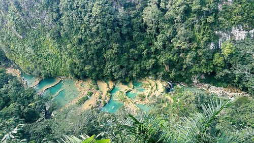 High angle view of trees in forest