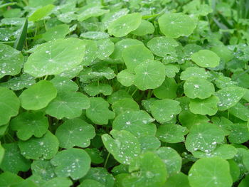 Full frame shot of wet leaves