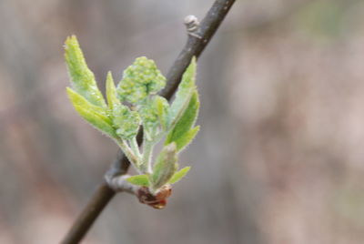 Close-up of plant