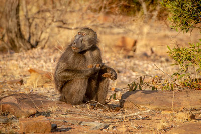 Lion sitting on land