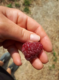 Close-up of hand holding strawberries