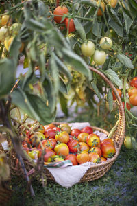 Close-up of tomatoes in basket