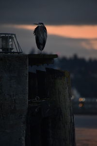 Seagull perching on wooden post