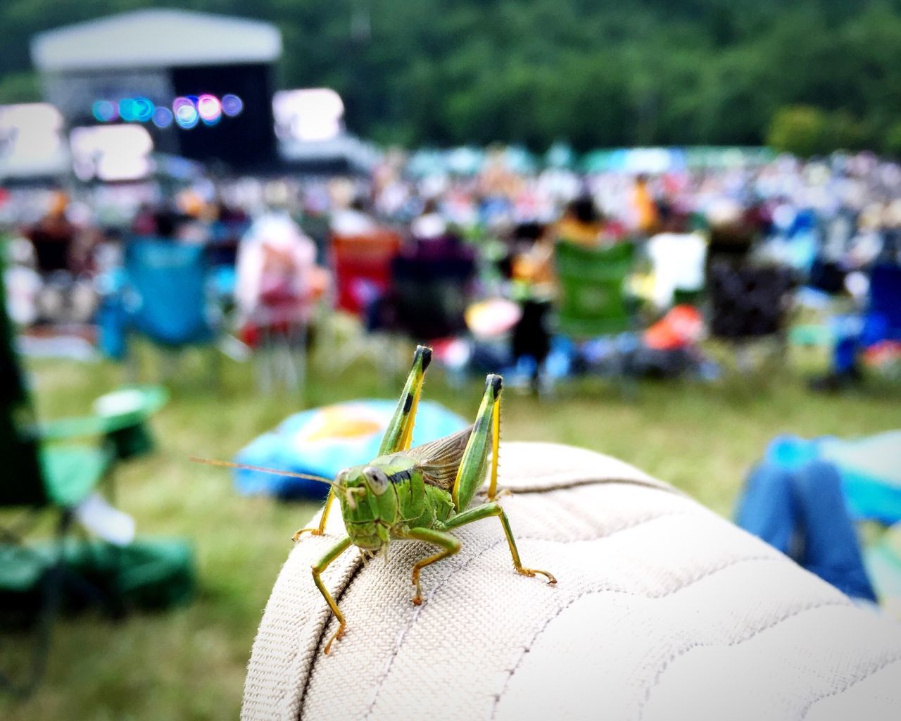 focus on foreground, close-up, selective focus, incidental people, outdoors, day, rope, part of, sunlight, toy, insect, holding, paper, still life, wood - material, cropped, animals in the wild