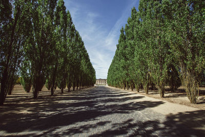 Road passing through forest