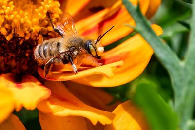 Close-up of bee pollinating on orange flower