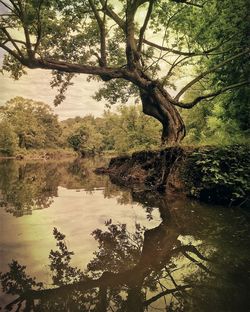 Reflection of trees in lake against sky