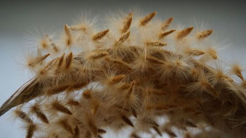 Close-up of flowers