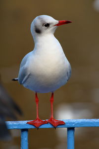 Close-up of seagull perching on railing