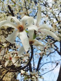 Close-up of white flowers