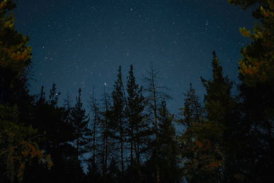 Low angle view of trees against sky at night