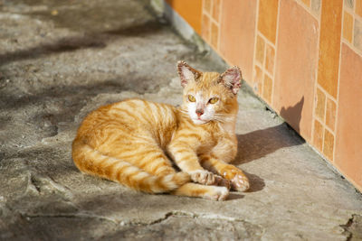 Orange cat sleeping on the cement floor
