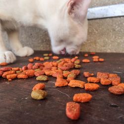 Close-up of a cat eating snacks