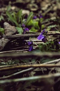 Close-up of purple flowers