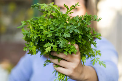 Cropped hand holding plant