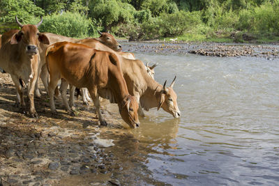 Horses in a lake