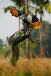 Close-up of a bird flying