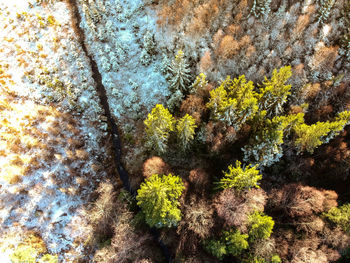 Close-up of moss growing on rock