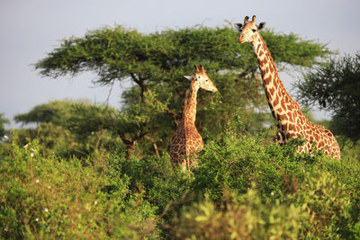 Zebras in tsavo east national park, kenya, africa