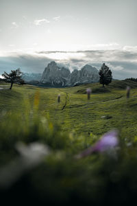 Scenic view of field against sky