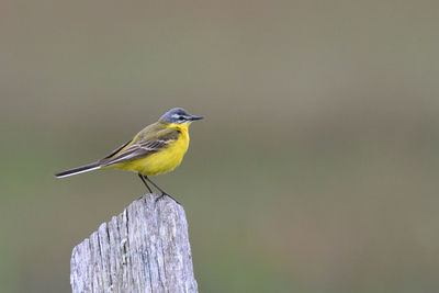 Bird perching on a wood