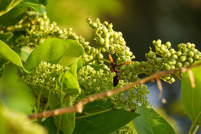 Close-up of berries growing on plant