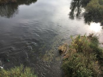 High angle view of plants growing on land