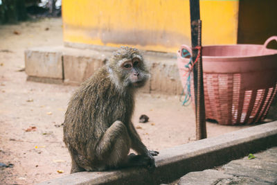 Monkey sitting in a zoo