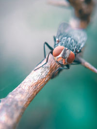 Close-up of insect on twig