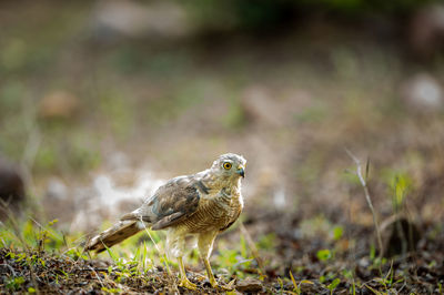 Close-up of bird perching on a field