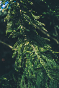 Close-up of pine tree leaves