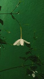 Close-up of white flower on green leaf