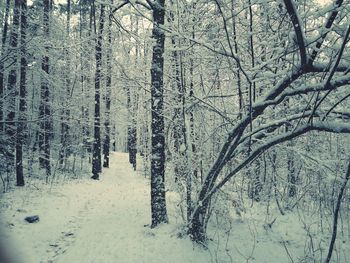 Bare trees in snow covered forest