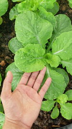 Close-up of hand holding leaves