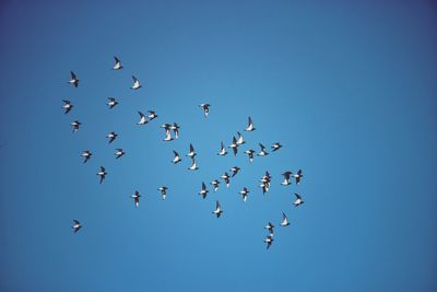 Low angle view of birds flying in the sky