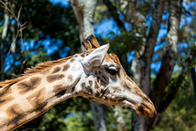 Close-up of an animal