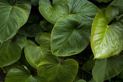 Heart shaped green leaves homalomena plant with water drops, full frame shot of fresh green leaves