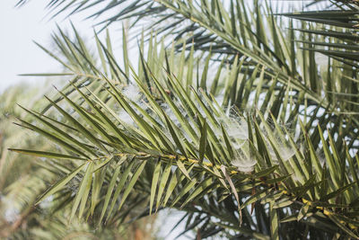 Date palm trees. khulna, bangladesh.