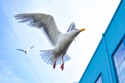 Low angle view of seagull flying