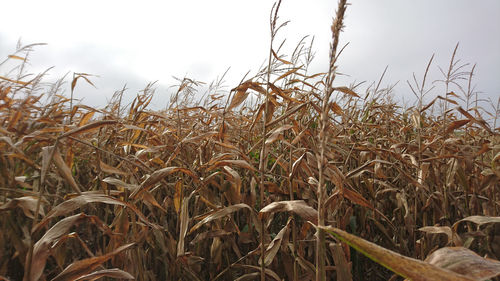 View of crop in field