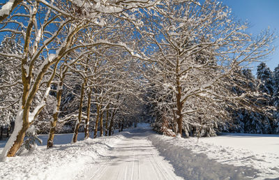 Snow covered bare trees against clear sky