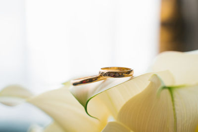 Gold wedding rings lie on the white petal of a calla flower close-up