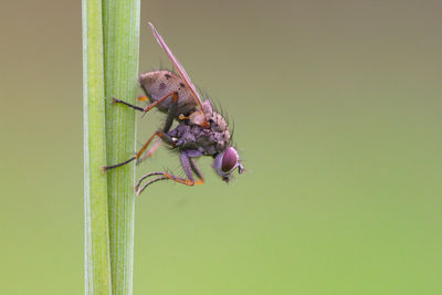 Close-up of fly on leaf