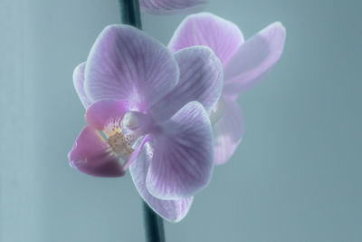 Close-up of pink orchid