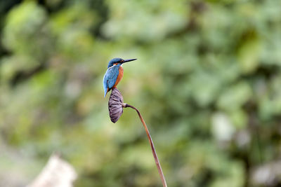 Close-up of bird perching on plant